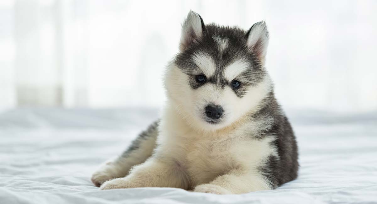 puppy husky