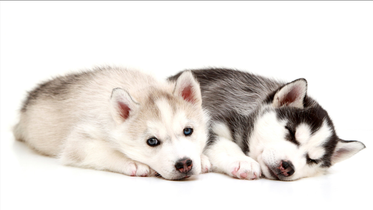 2 husky puppies