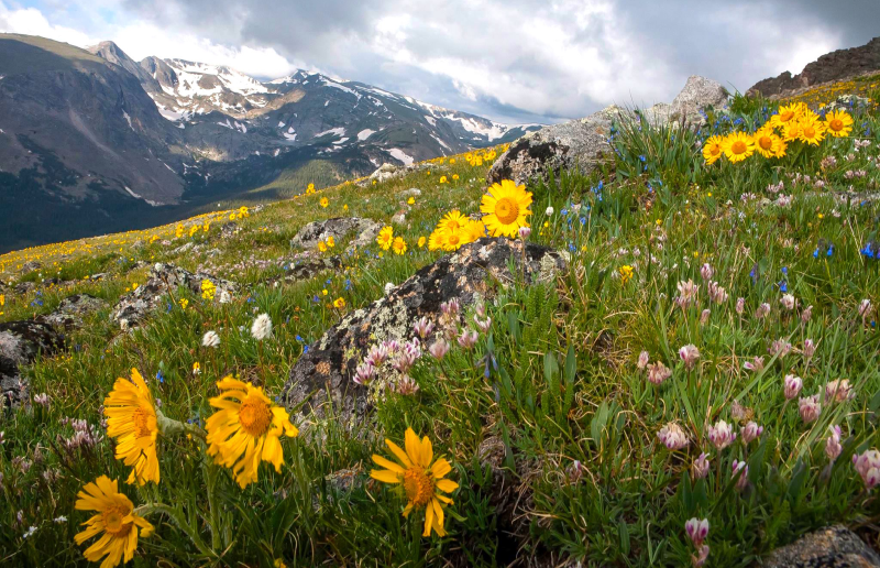 wildflowers