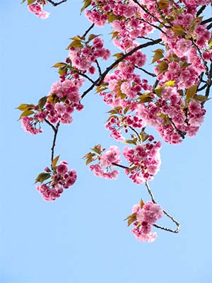 Closeup of cherry blossoms
