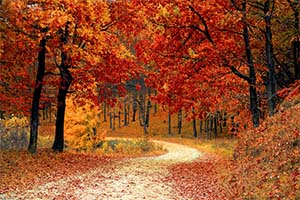 Fallen leaves during Autumn