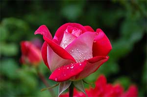 Closeup of rose