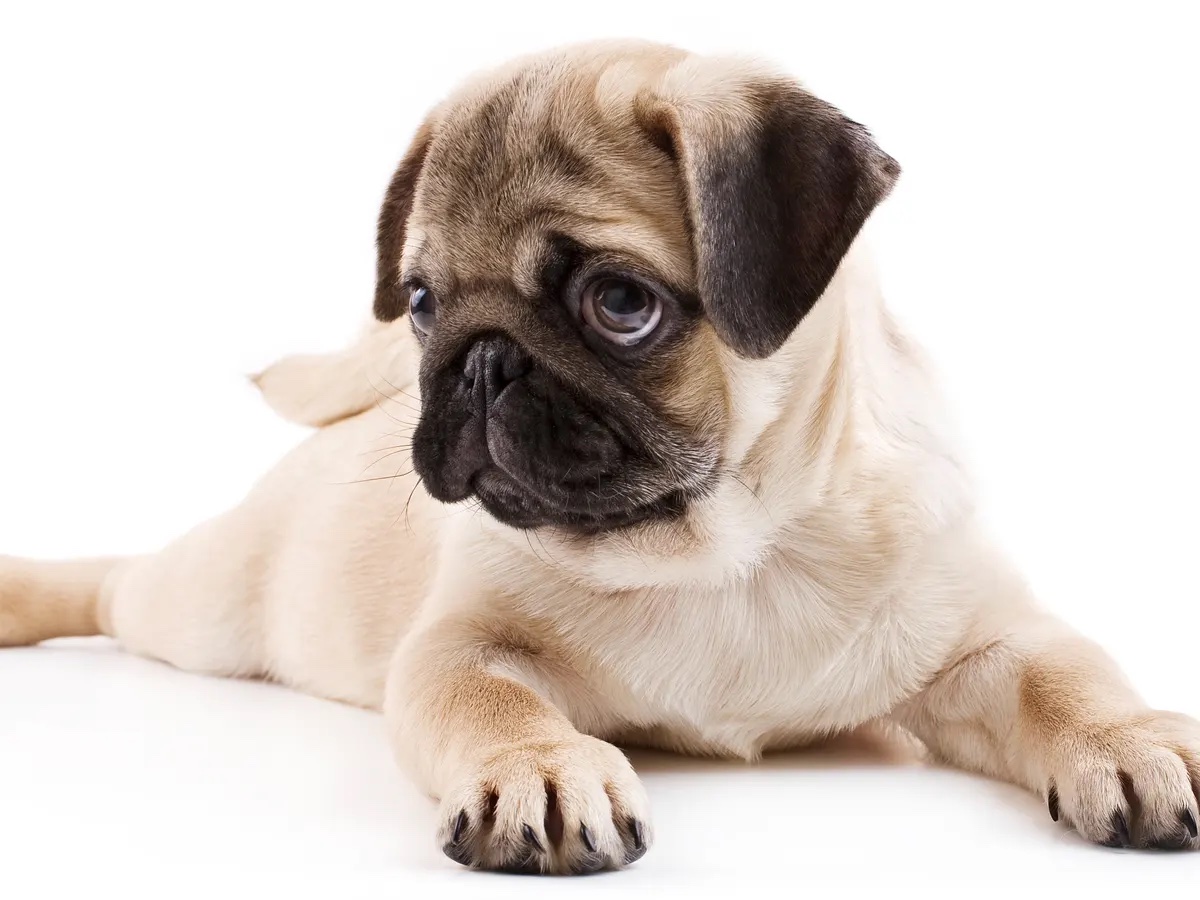 pug
