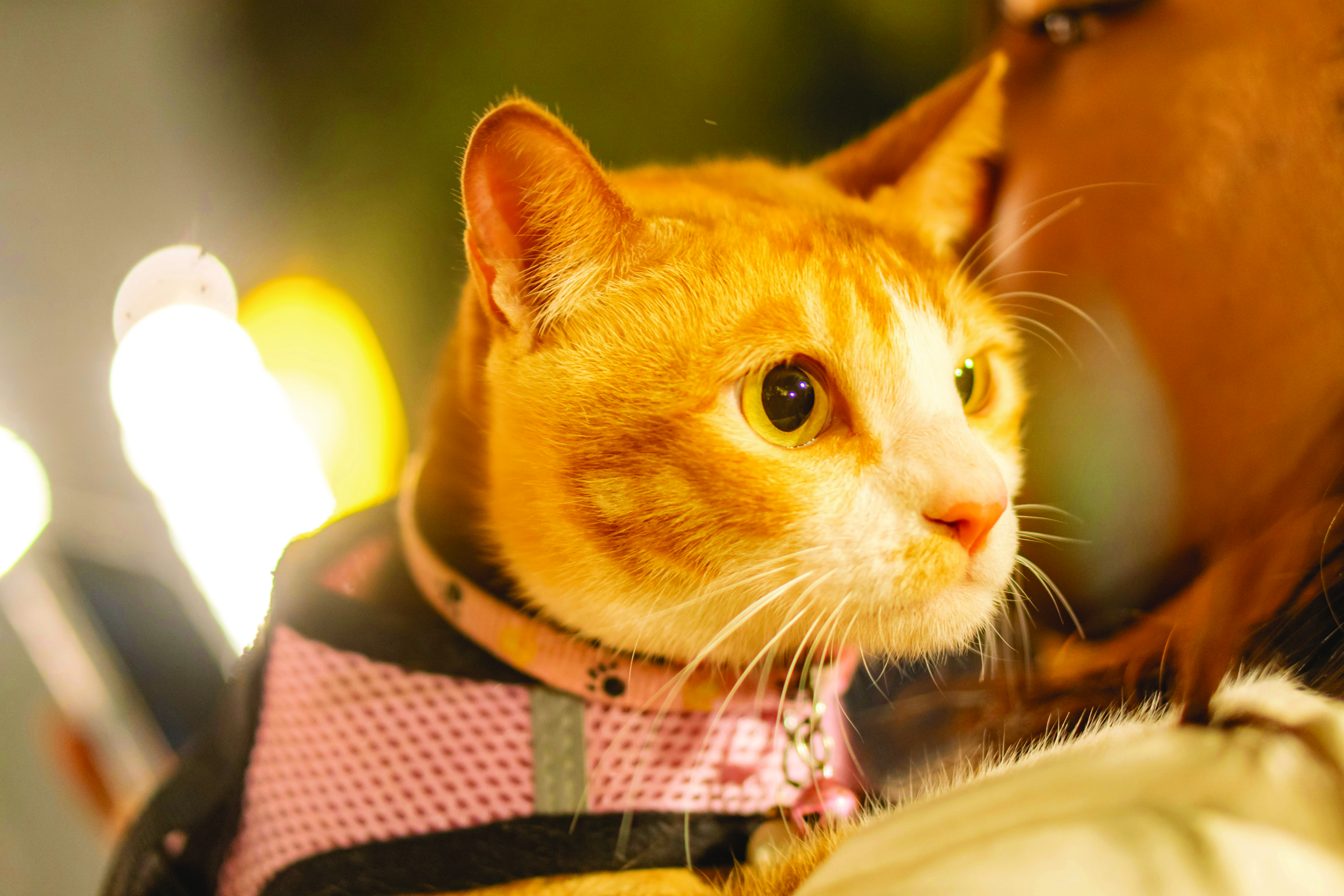 orange cat