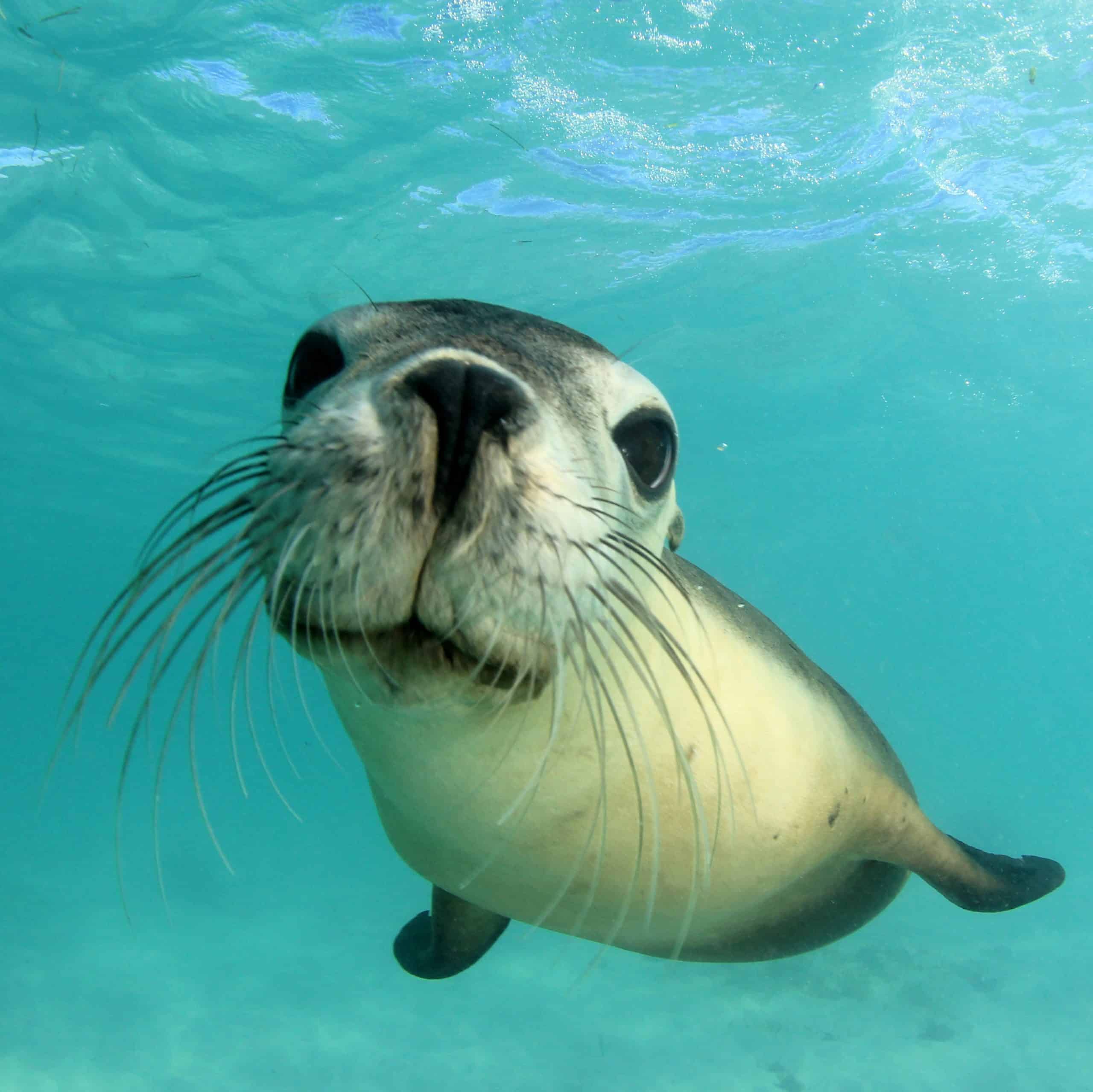 seal