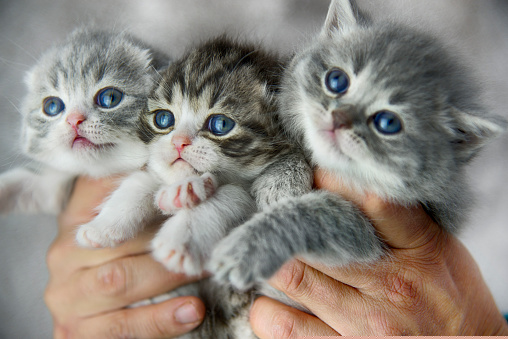 Placeholder kitteh mobile version