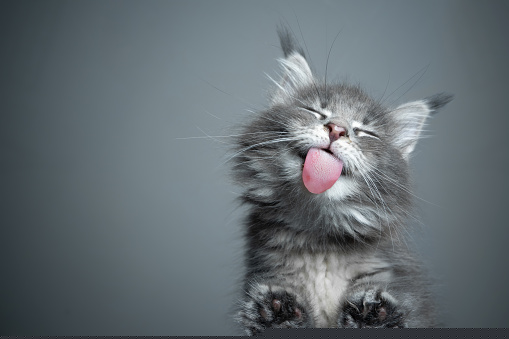 Placeholder kitteh mobile version
