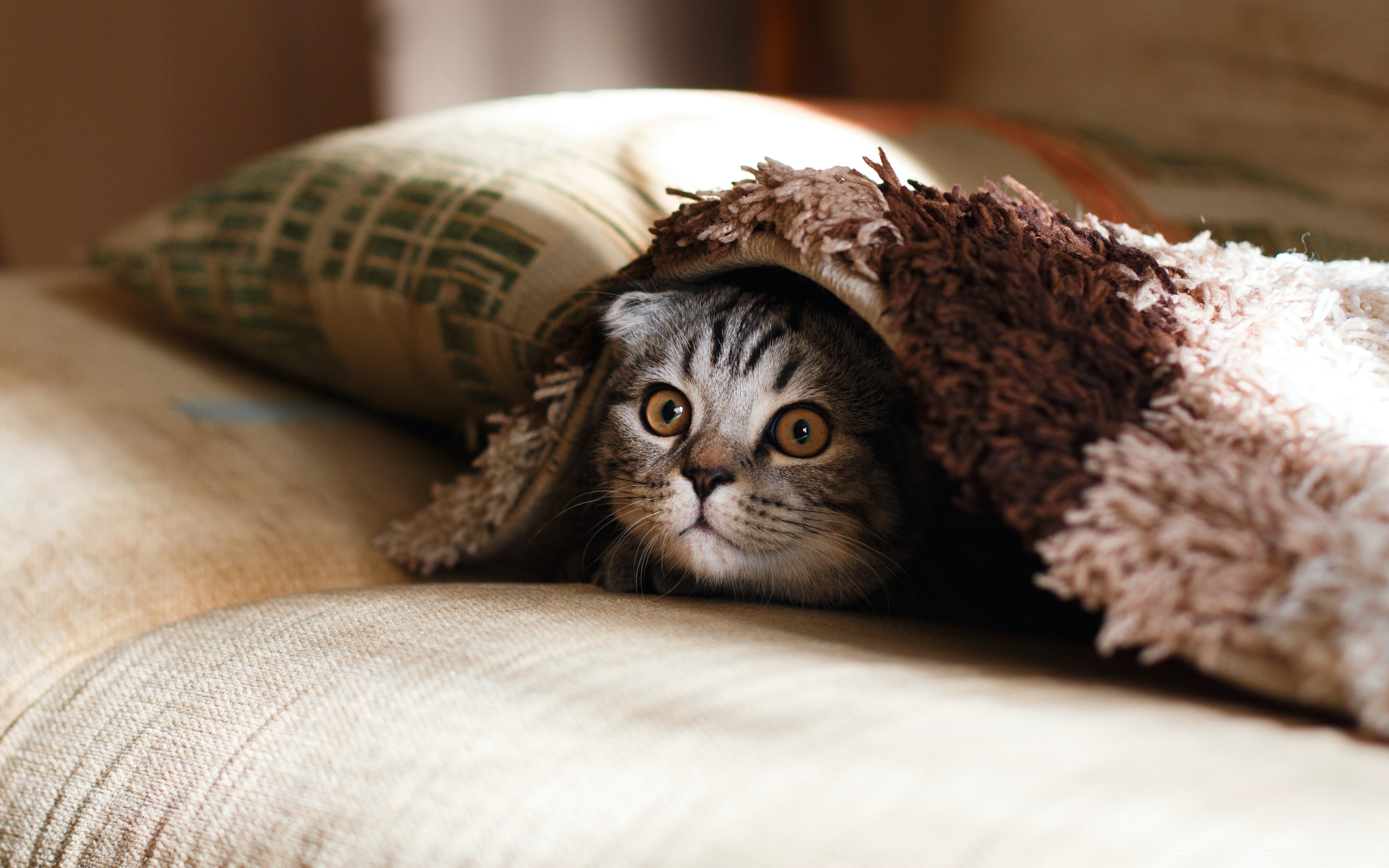Placeholder kitteh mobile version