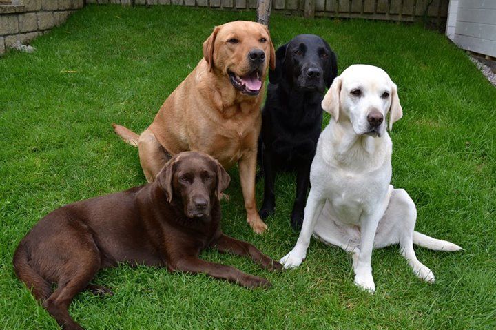 labrador retriever