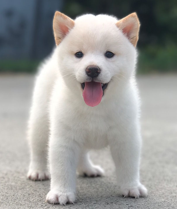 shiba inu