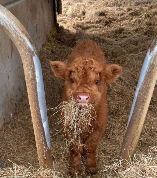 Cute calf eating hay