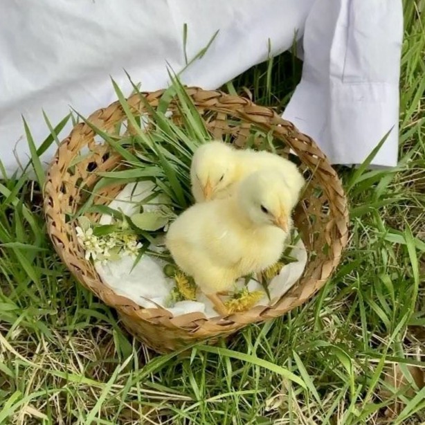 Baby chicks in basket