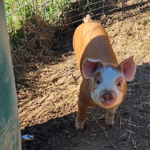 Cute piglet