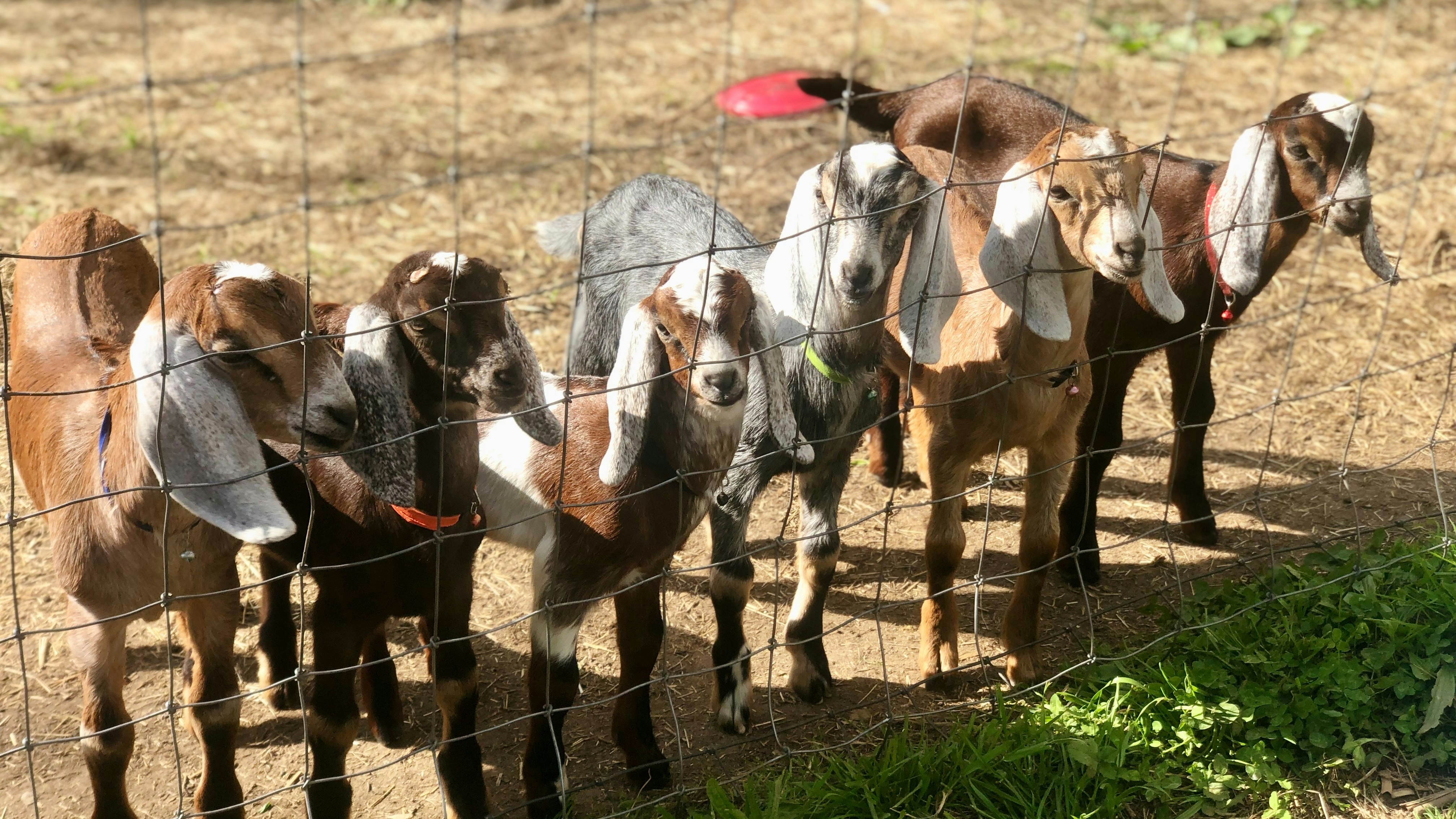 Child feeding goat at farm