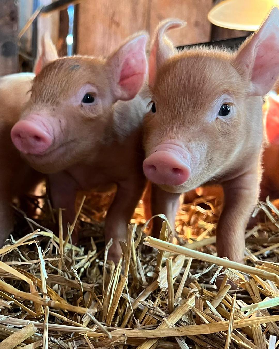 Two piglets