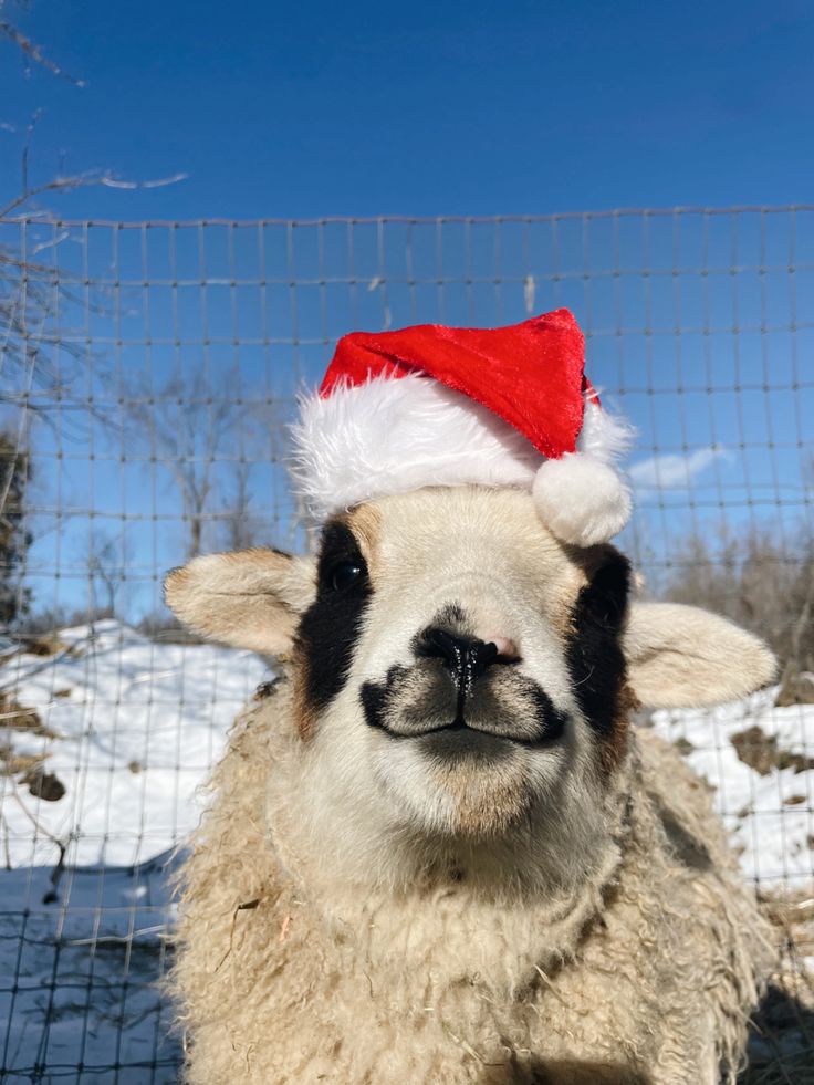 Sheep wearing Santa hat