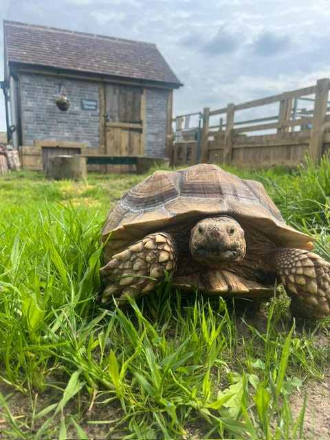Tortoise in grass