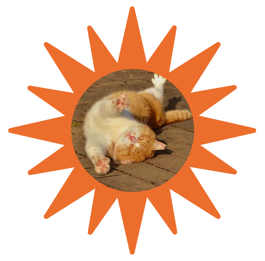 Cat in sunburst