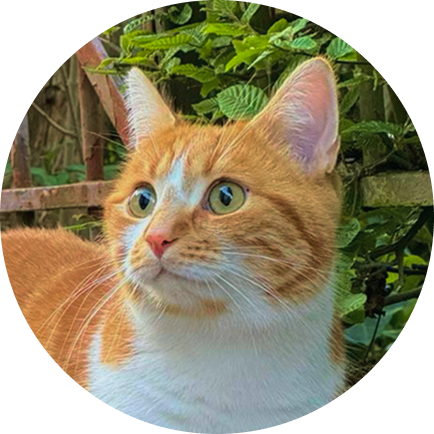 Orange tabby cat looking up