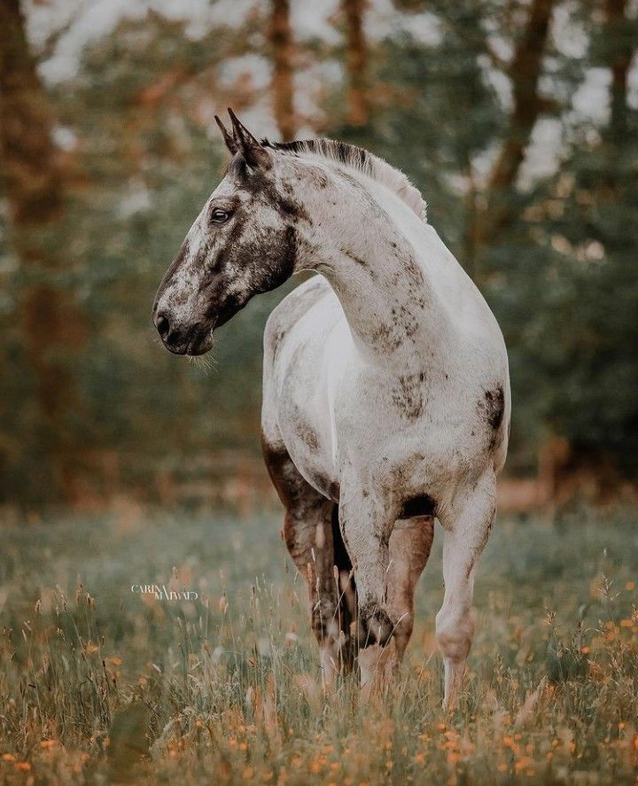 Chisum horse photo