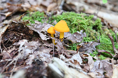 tiny mushroom