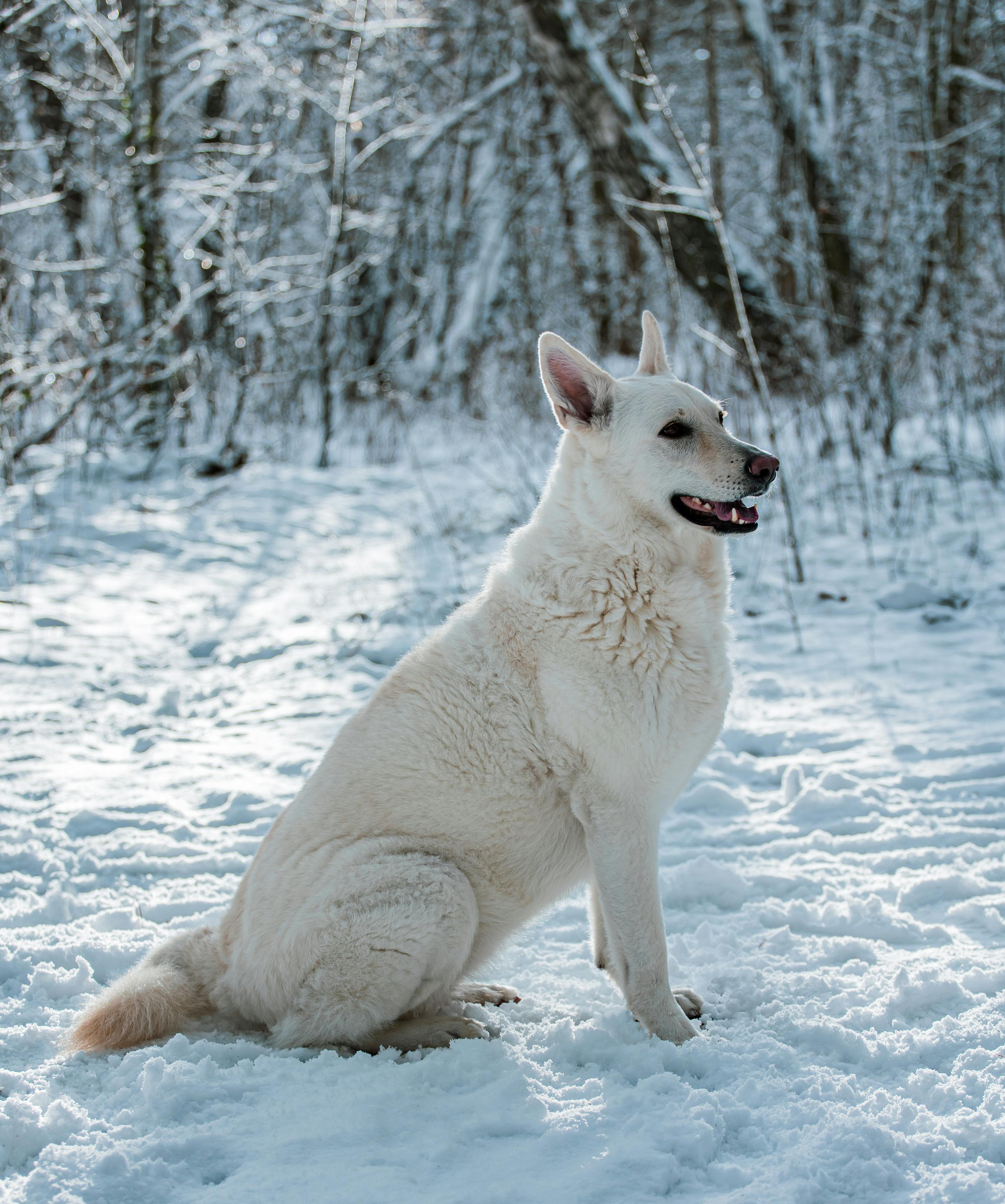 Dog 1