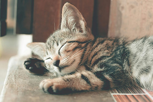 A kitten sleeping.