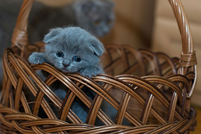 A small kitten in a basket.