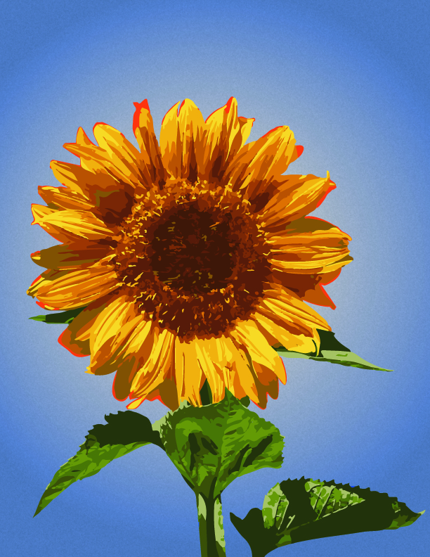 sunflower