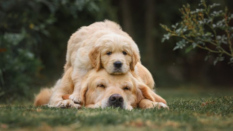 golden retriever
