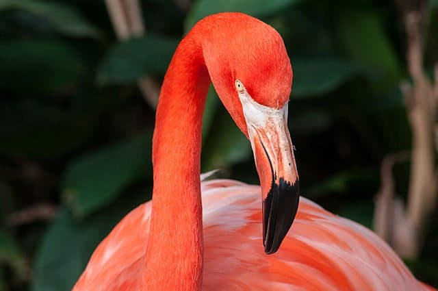 flamingo in nature