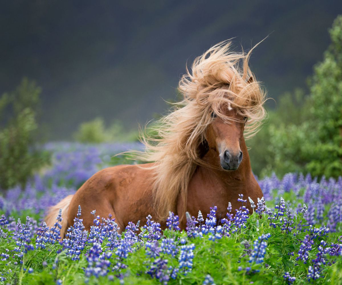 horse page