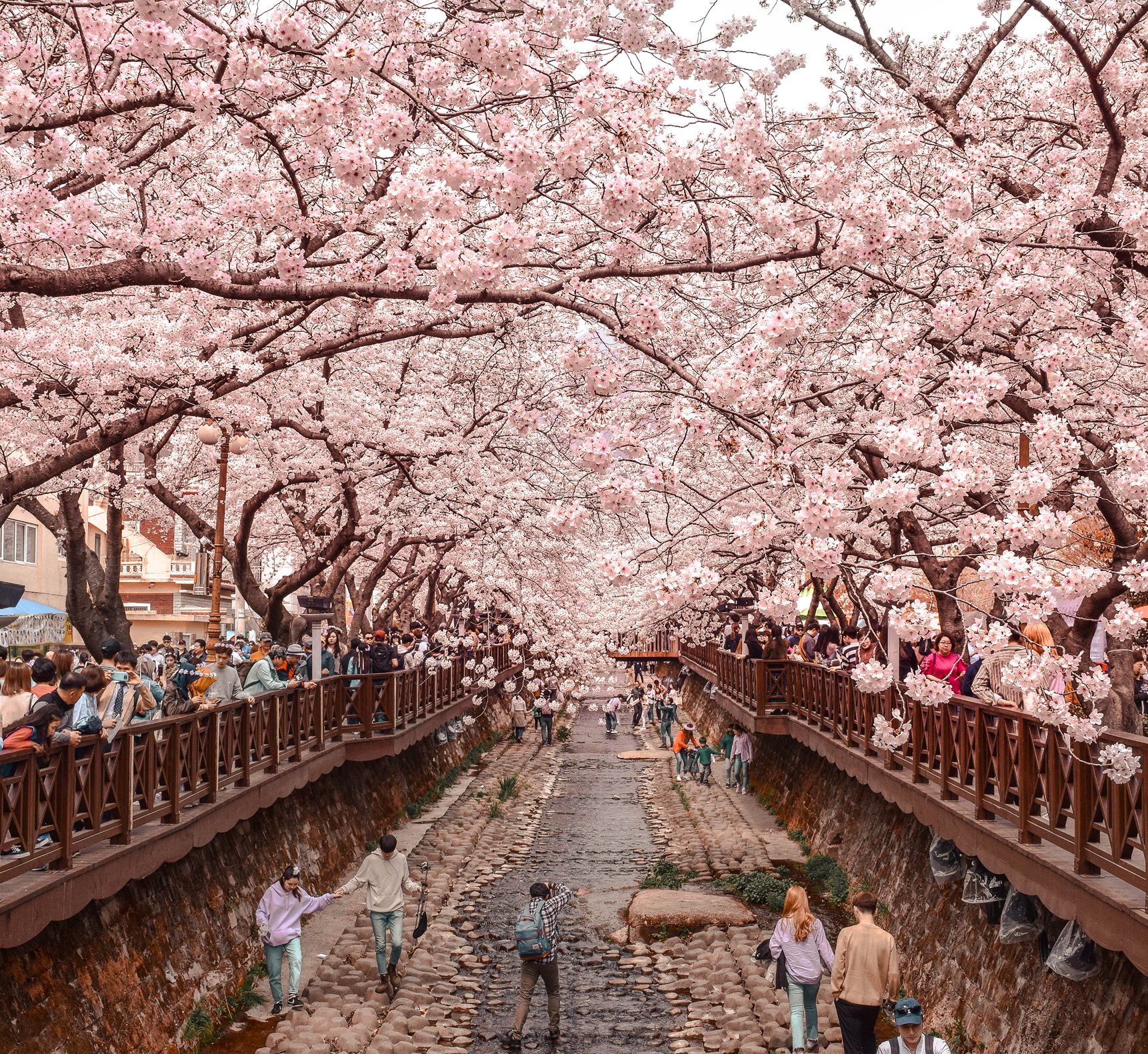 Cherry Blossom Festivals