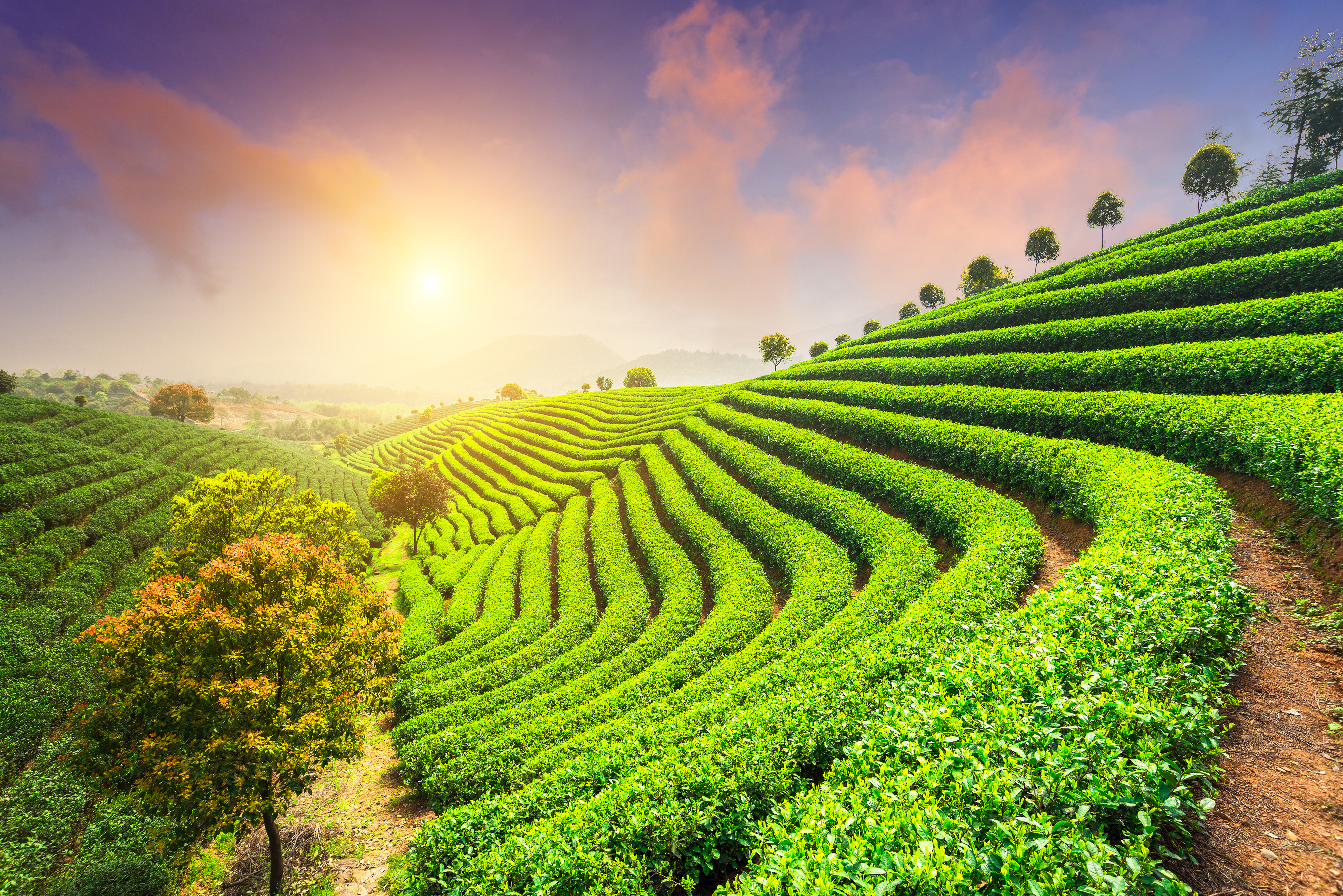 Our Coffee Farm