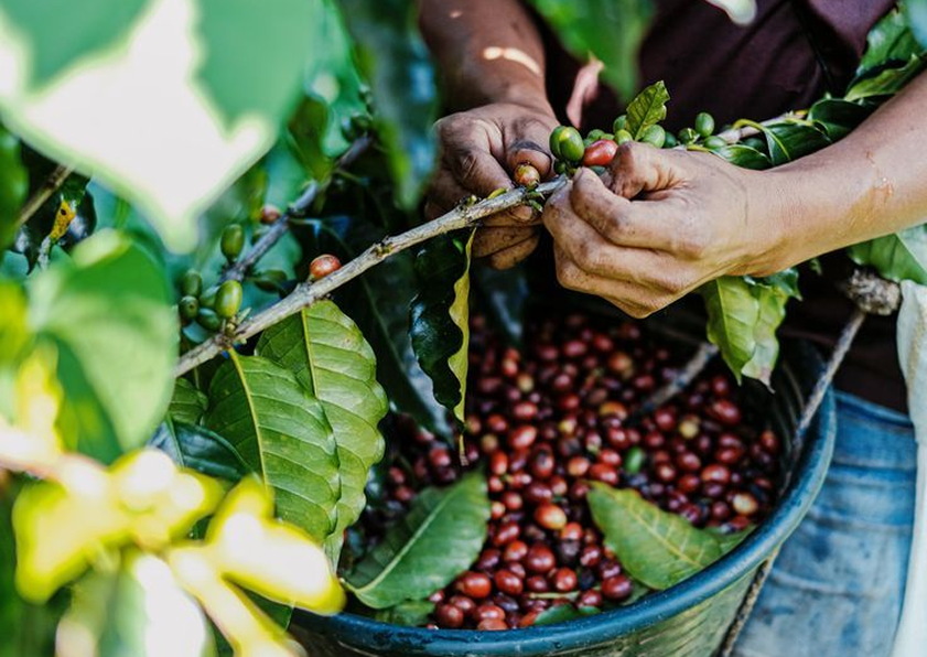 Coffee Cherries Being Picked