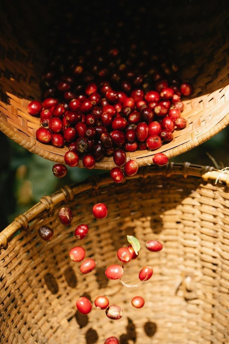 Coffee cherries in basket