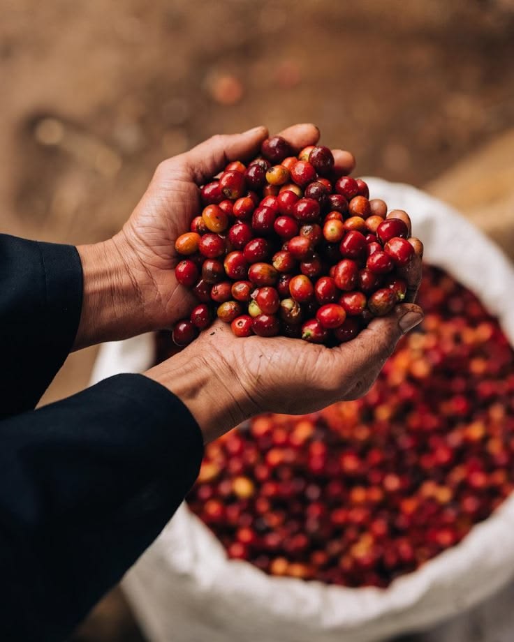Bi-weekly plan coffee subscription