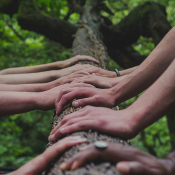 People putting their hands on a tree